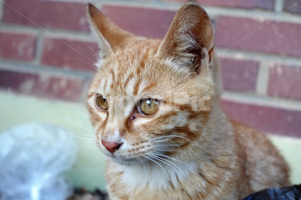animal,동물,pet,애완동물,고양이,mammal,포유류,아비시니안,cat,abyssinian