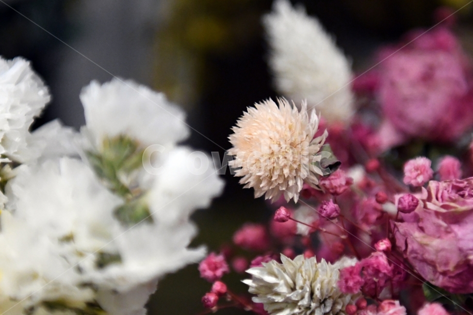 안개꽃,꽃,감성사진,감성,식물,자연,플라워,감정,색깔,색채,색감,칼라,flower,꽃다발,인테리어,소품,사물,기념일,축사,plants,배경화면,안개,nature,핑크,보라,아이보리,꽃,flower