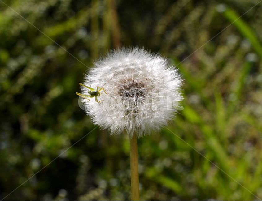꽃,곤충,자연,봄,정원,신비함,식물,자연,plants,nature,꽃,flower,동물,animal,곤충,벌레,insect,bug