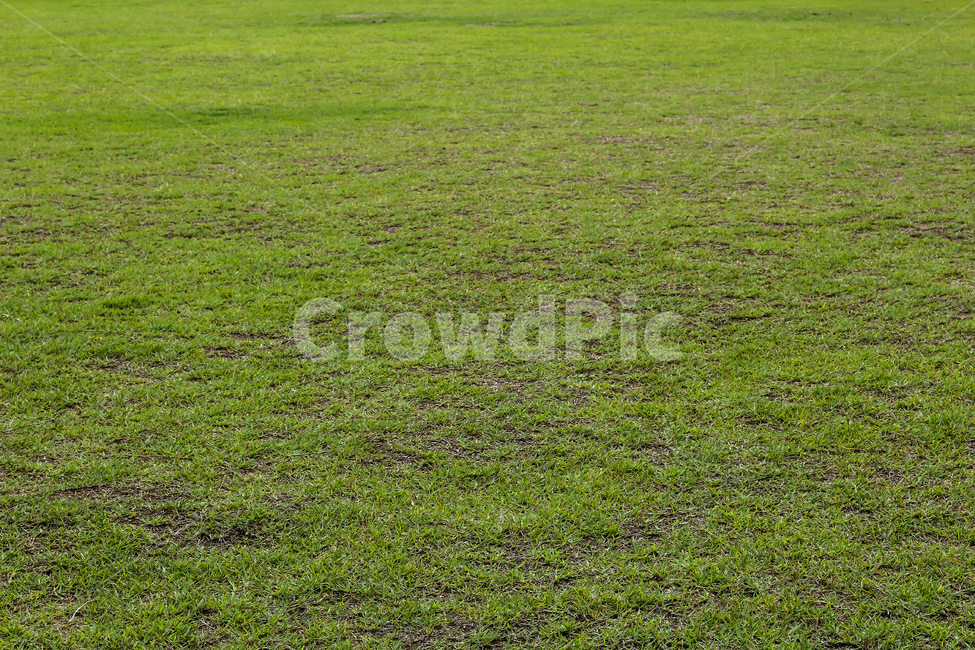 잔디밭,풀밭,잔디광장,녹색,grass