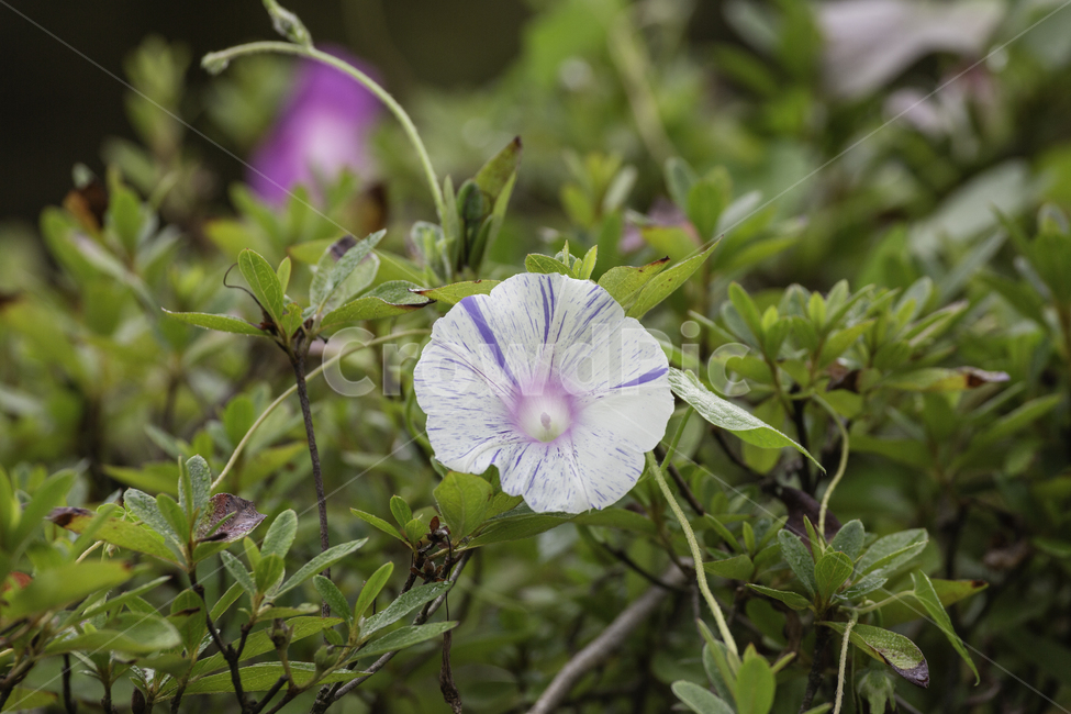 식물,자연,꽃,나팔꽃,여름,식물,자연,plants,nature,꽃,flower