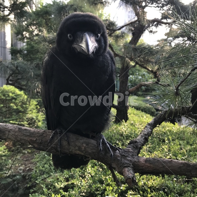 동물,새,까마귀,bird,animal