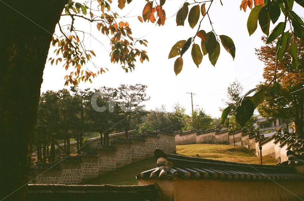 plant,leaf,잎,tree,나무,감성,sensiblefeeling,야외,계절,season,식물,자연,plants,nature,가을,fall,autumn,필름,film,가을,계절,fall,autumn,season