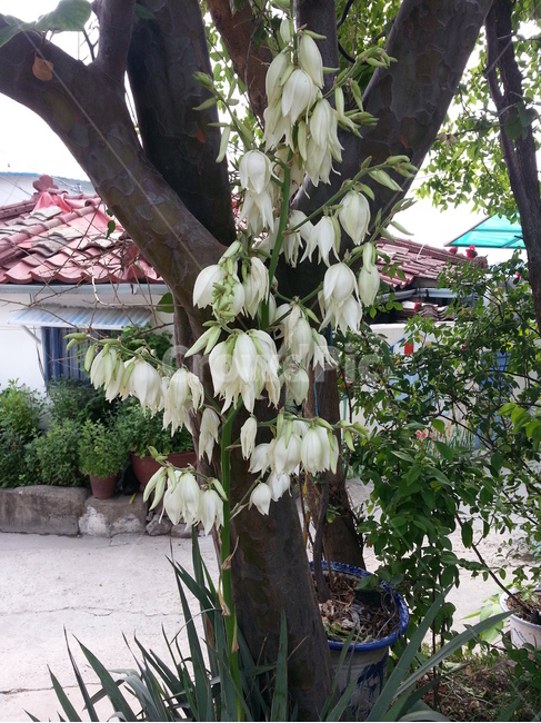 특이한꽃,흰꽃,flower,꽃,식물