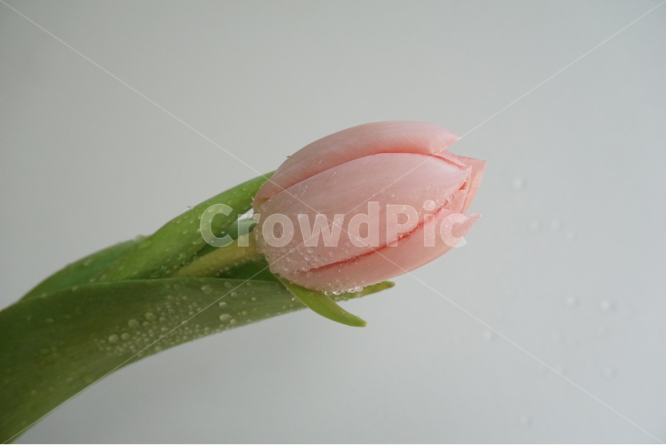 꽃,꽃사진,봄꽃,봄사진,봄이오는소리,봄느낌,튤립,튤립꽃,핑크큘립,감성사진,감성,느낌사진,플라워,FLOWER,식물,자연,plants,nature,꽃,flower