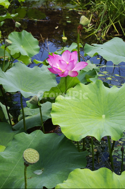 연꽃,수생식물,연못,꽃,flower,식물,plant,자연,nature