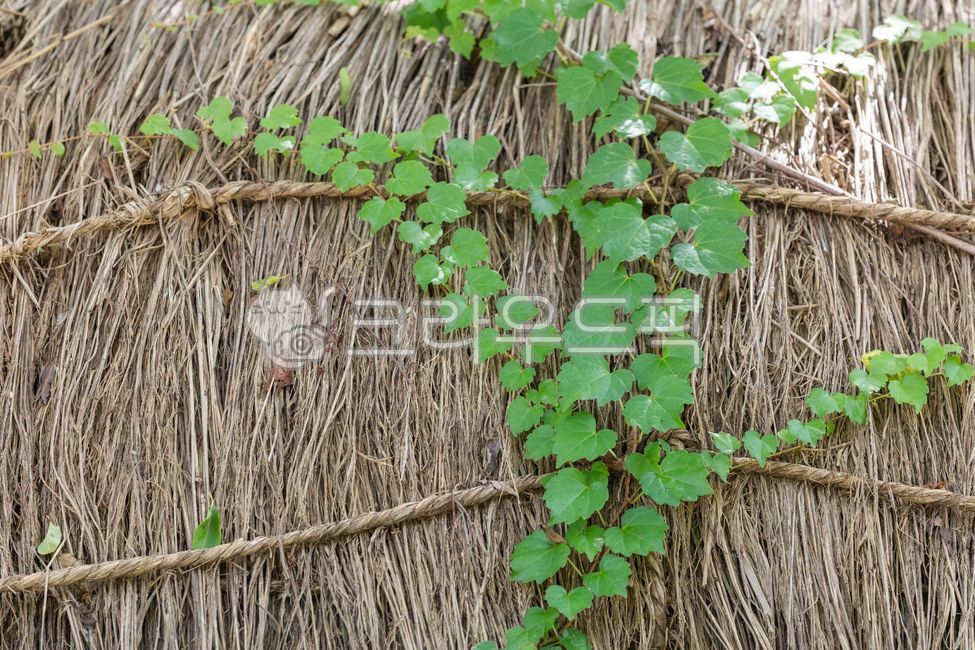 green,nature,brown,leaf,ricestraw,ivy,vine plant,outdoor,sunlight,leaves,outdoors,thatched roof,rice straw,plant,vine,Korean tradition