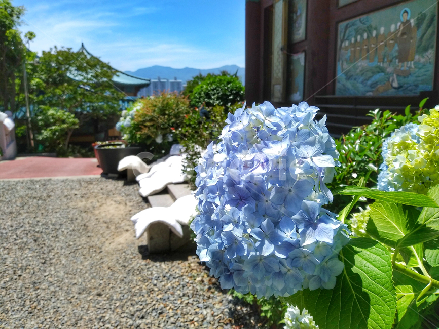 flower,수국,꽃,하늘,구름,나무,tree,blue,sky,자양화,푸른색,식물,botany,건물,수목,아름다운,아름다움,꽃잎,beauty,Beautiful