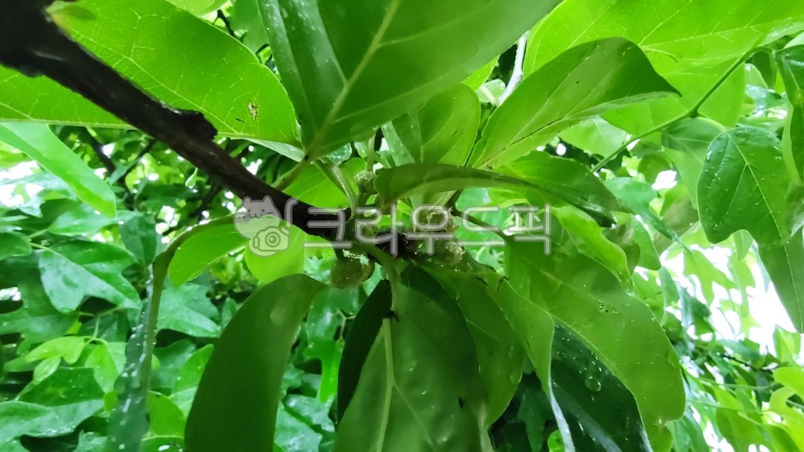 Lets sleep Lets sleep,macluratricuspiadata,Kujippong,Why mulberry tree,Box,Moraceae,Kujibong tree