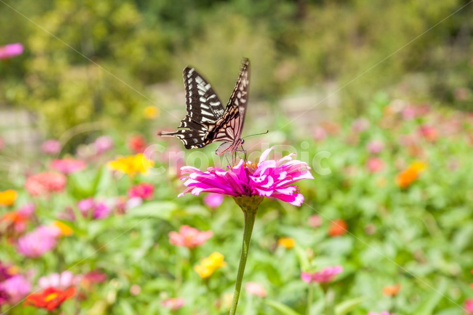 나비,곤충,생태공원,자연,공원,아름다움,꽃,가을,여름,정원,클로즈업,natural,butterfly,park,ecology,nature,insect,green,closeup,spring,wing,wings,garden,flower,summer,background,macro,beautiful,colorful,gardening,warm,floral,pattern,fly,lovely,식물,자연,plants,nature,꽃,flower,동물,animal,곤충,벌레,insect,bug