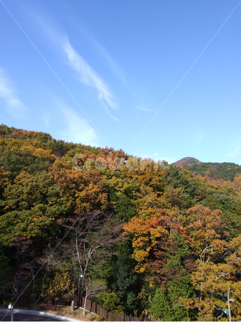 nature,outdoors,옥외,자연,산,나무,숲,단풍,하늘,푸른하늘,가을,계절,autumn,season,sky,tree,forest