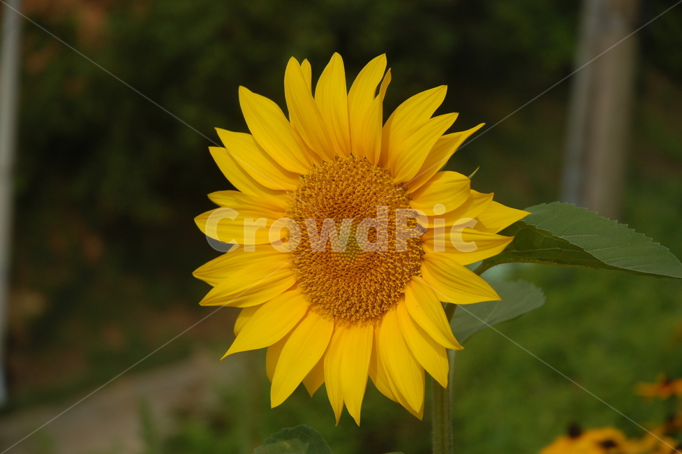 꽃,여름,해바라기,sunflower,자연,식물,자연,plants,nature,꽃,flower