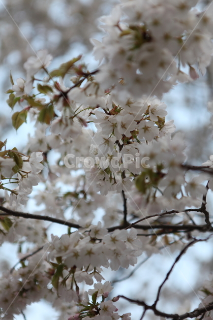 plant,blossom,flower,꽃,벚꽃,식물,자연,plants,nature,꽃,flower