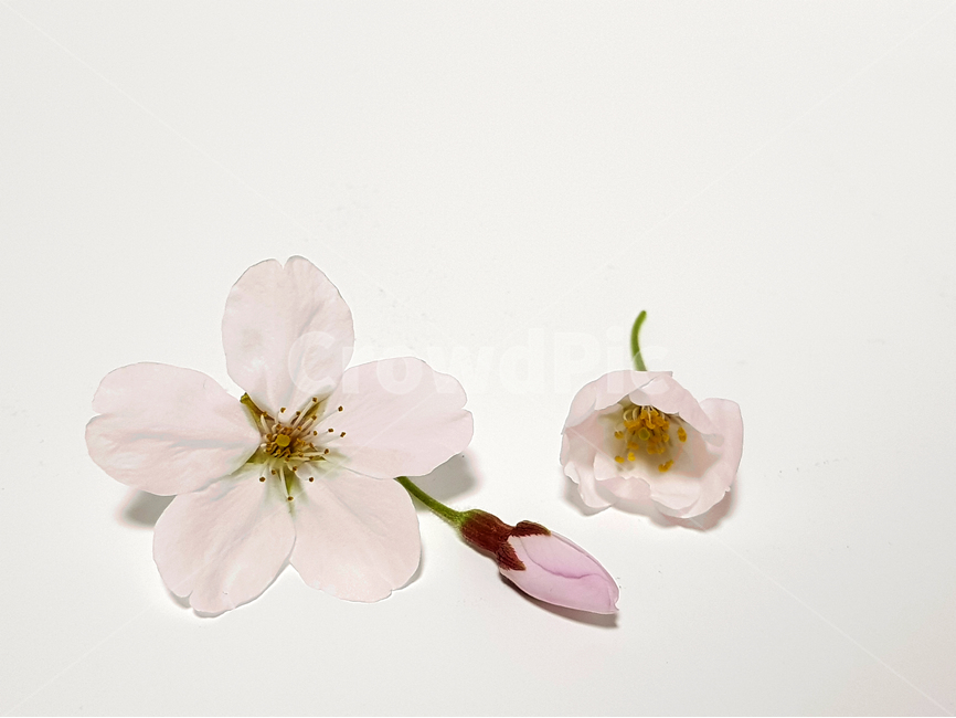 벚꽃,봄,꽃잎,꽃봉우리,잎사귀,자연,식물,핑크,따뜻한,예쁜,배경,따스한,감성,화사한,컨셉,누끼,흰배경,봄,계절,spring,season,꽃,flower,누끼,remove background,plant,blossom