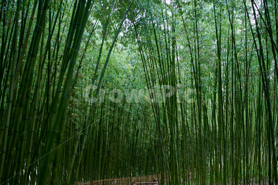 산,대나무,자연,배경,green,nature,휴식,자연,풍경,nature,landscape,plant,식물