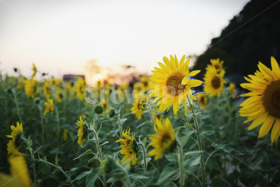 해바라기,해질녘,일몰,가을꽃,노을,해바라기밭,꽃,가을나들이,나들이,감성사진,plant,식물,blossom,flower,식물,자연,plants,nature,꽃,flower