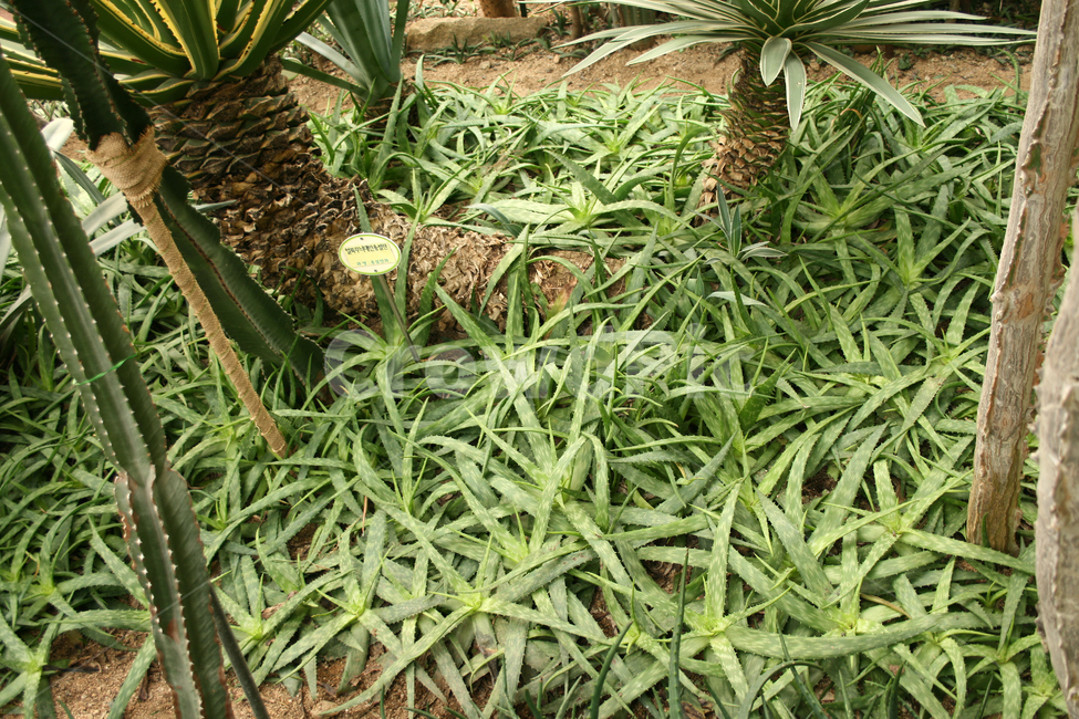 용설란,열대식물,식물,plants,nature,온실,식물,자연,plants,nature