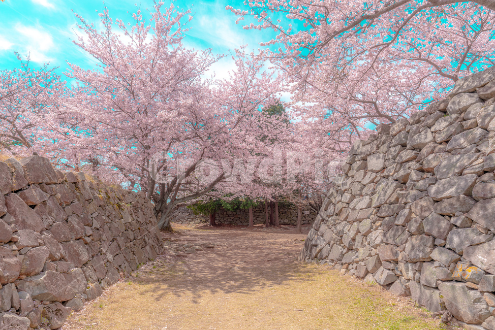 cherryblossom,cherry,background,season,pink,natural,nature,blossom,plant,beautiful,flower,spring,tree,bloom,fullbloom,벚꽃,버찌,벚나무,배경,벚꽃시즌,분홍,핑크,자연,식물,아름다움,꽃,봄,나무,만개,unrealistic,animation,distinctive,mood,비현실적인,애니메이션,독특한,분위기,sky,skybackground,하늘,하늘배경,pastelcolor,fairytale,파스텔톤,동화,봄,계절,spring,season