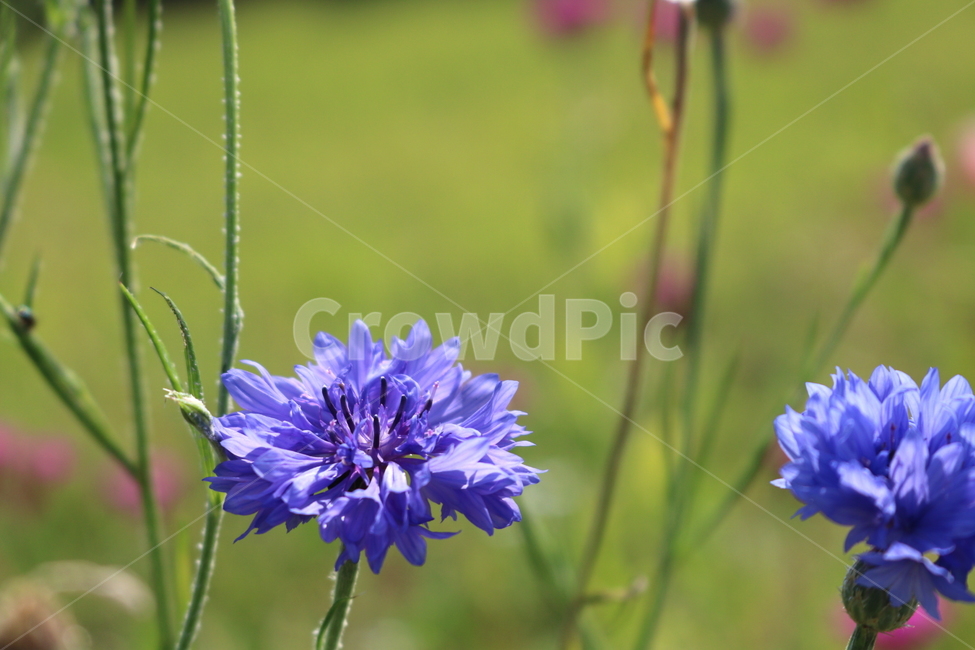 수레국화,꽃,국화,식물,수레국화꽃,관상용,원예,식물,자연,plants,nature,꽃,flower