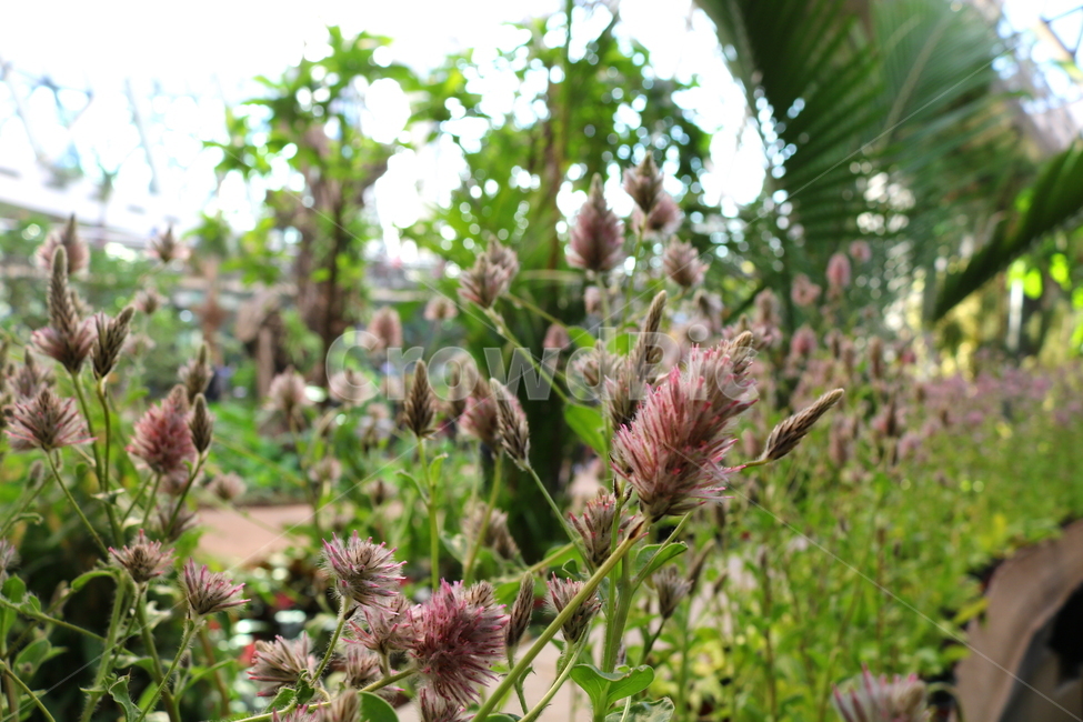프틸로투스,꽃,프틸로투스꽃,비름과,식물,자연,식물원,식물,자연,plants,nature,꽃,flower