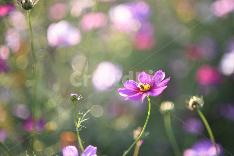 코스모스,식물,풍경,꽃,야생화,가을꽃,flower,가을,가을,계절,fall,autumn,season,식물,자연,plants,nature,꽃,flower,plant