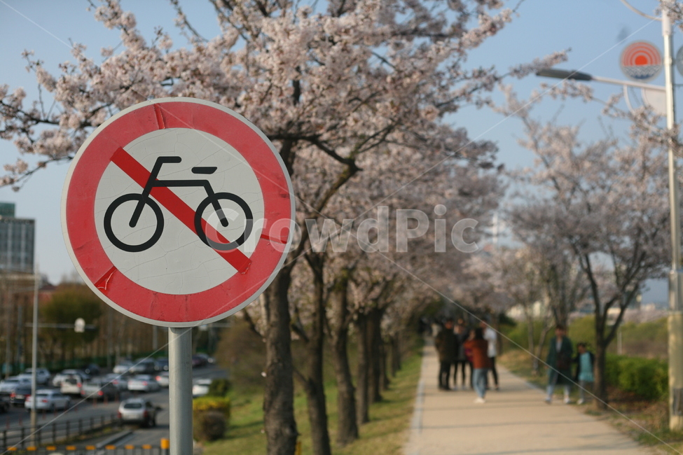 벚꽃,하늘,봄,감성,풍경,꽃,식물,roadsign,도로표지판,symbol,상징,sign,기호