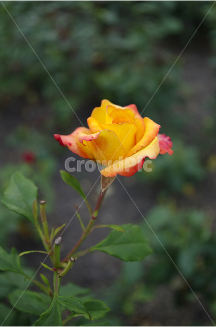 장미,꽃,식물,flower,자연,color,nature,식물,자연,plants,nature,꽃,flower