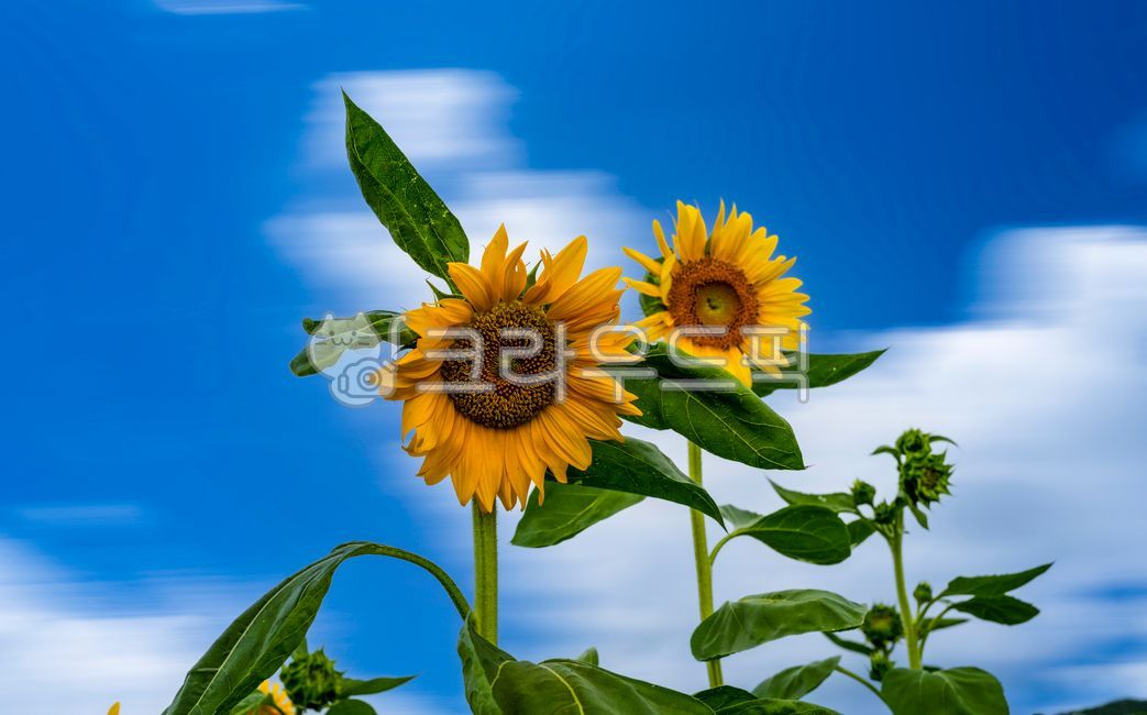 sky,blue sky,seed,nature,white clouds,yellow flower,sunflower seeds,flower garden,sunflower,summer,flower,cloud,closeup,background,affix,plant,flower stalk,season,sunflower flower,annual plant