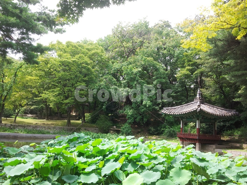 창덕궁,비원,후원,애련정,나무,풍경,초록,연잎,연못,랜드마크,landmark,tourist attraction,한국랜드마크,한국관광지,한국명소,korea landmark,korea tourist attraction
