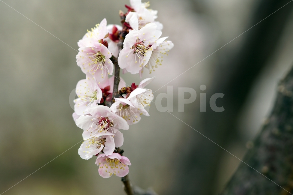 매화,꽃,나무,나뭇가지,산,하늘,봄,자연,플라워,꽃봉오리,flower,nature,spring,접사,macro,클로즈업,closeup,tree,숲,숲속,산림,삼림,조경,식물,plants,봄꽃,감성,힐링,풍경,landscape,식물,자연,plants,nature,봄,계절,spring,season,꽃,flower,plant
