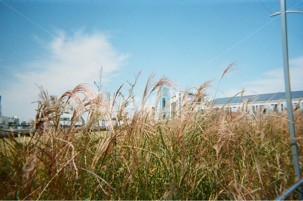 갈대,가을,필름카메라,공원,하늘,감성,옛날,풀,구름,가을,계절,fall,autumn,season,자연,풍경,nature,landscape,grass,잔디,plant,식물,lawn