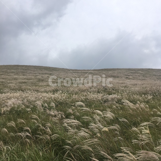 자연,식물,바람,구름,하늘,자연,풍경,nature,landscape,grass,잔디,plant,lawn
