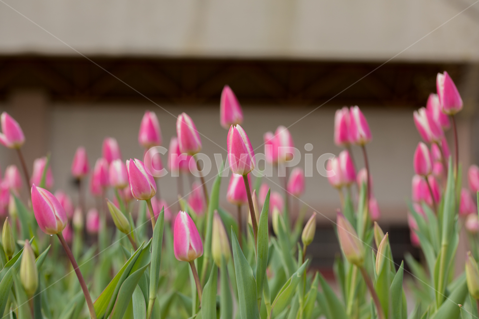 튤립,꽃,봄,봄꽃,식물,야외,실외,봄,계절,spring,season,식물,자연,plants,nature,꽃,flower,plant,blossom