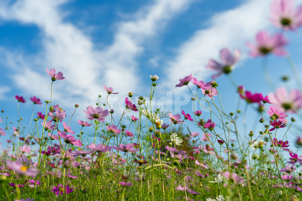 꽃,코스모스,가을,감성사진,식물,계절,season,fall,autumn,cosmos,plant,flower,outdoors,grassland,자연,들,field,countryside,meadow,가을,계절,fall,autumn,season,자연,풍경,nature,landscape,목초지,옥외,spring,봄,rural,농촌,farm,농장