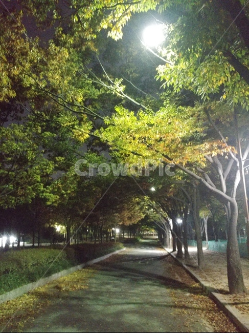 가로등,불빛,나무,그림자,길