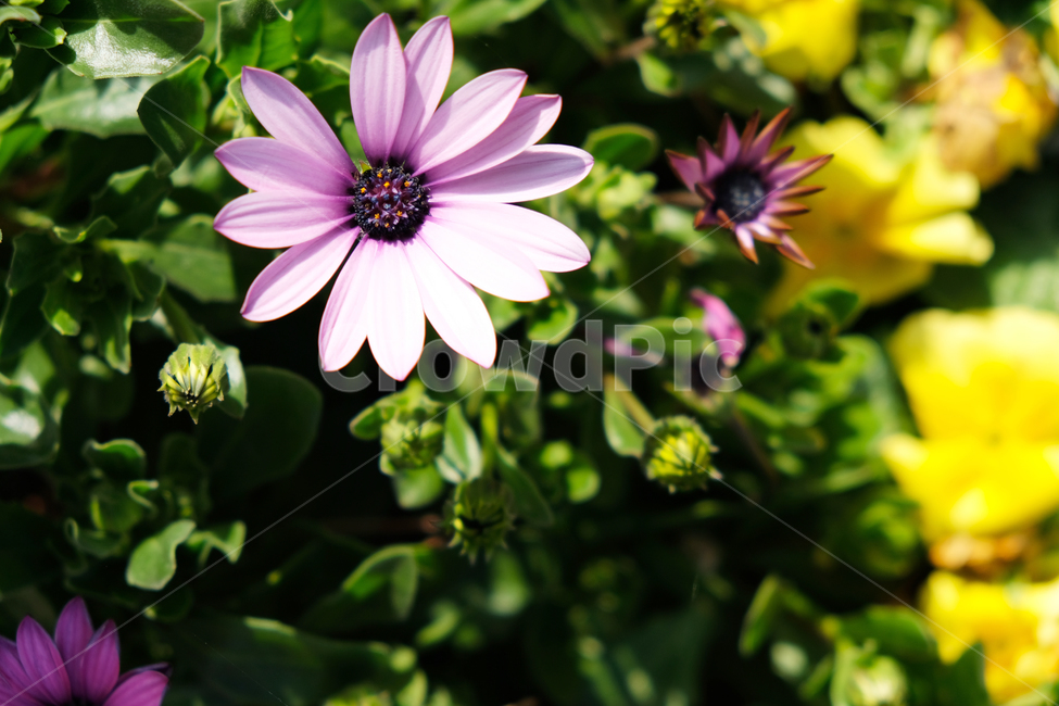 green,nature,pink flower,leaf,flowerbackground,spring flowers,spring,beautiful,blooming,outfocus,season,garden,flower background,park
