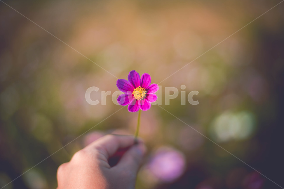 plant,식물,코스모스,꽃,들,가을,계절,fall,autumn,season,식물,자연,plants,nature,꽃,flower