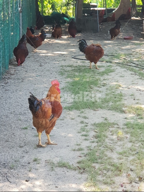 fowl,새,chicken,치킨,가금류,bird,animal,동물,동물,animal,조류,새,birds
