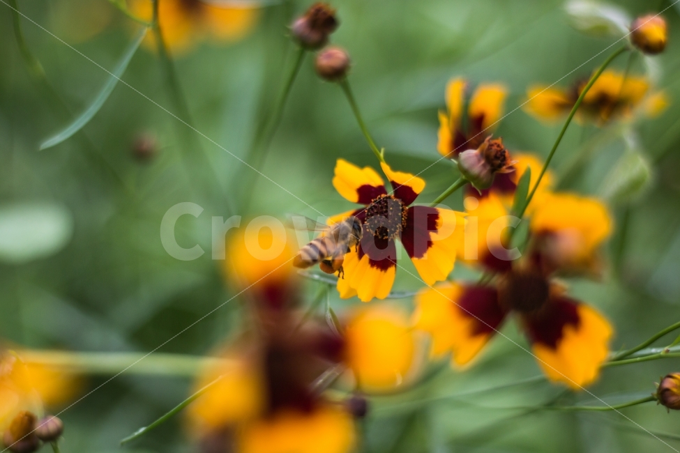 풍경,꽃,벌,금계국,꿀벌,노랑,식물,자연,plants,nature,꽃,flower,동물,animal,곤충,벌레,insect,bug