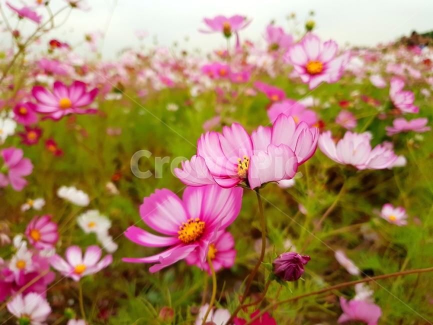 코스모스,노란색,빨간색,분홍색,cosmos,순정,가을,계절,fall,autumn,season,식물,자연,plants,nature,꽃,flower,plant,blossom,petal,꽃잎,geranium,제라늄