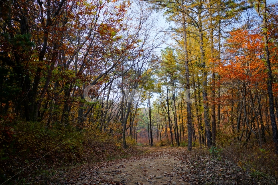 가을,autumn,fall,계절,season,나무,tree,단풍,산림,삼림,숲,숲속,산,산길,산책,등산로,도락산,경기도양주시,낙엽,식물,plants,nature,자연,가을하늘,11월,november,감성,느낌,분위기,스냅,스냅사진,snap,snapshot,풍경,landscape,한국자연,한국가을,가을,계절,fall,autumn,season,자연,풍경,nature,landscape,식물,plants,나무,trees,wood,ground,바닥,plant