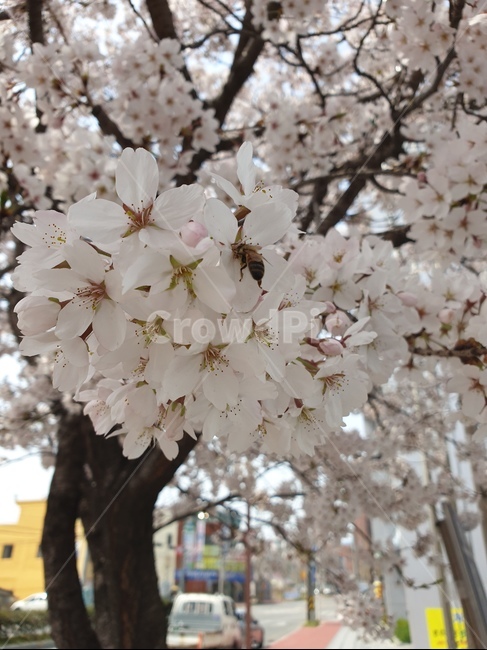 봄꽃벗꽃,봄나들이,산책,소풍,꿀벌