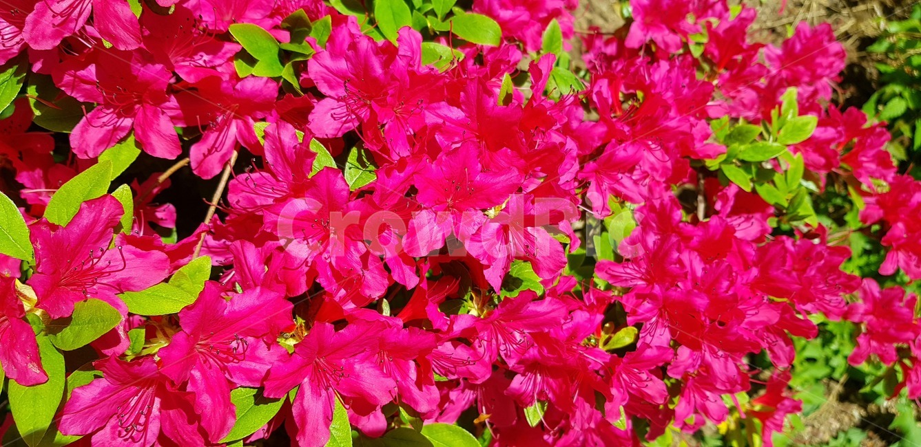 화단,철쭉,봄꽃,분홍꽃,식물,꽃,식물,자연,plants,nature,꽃,flower