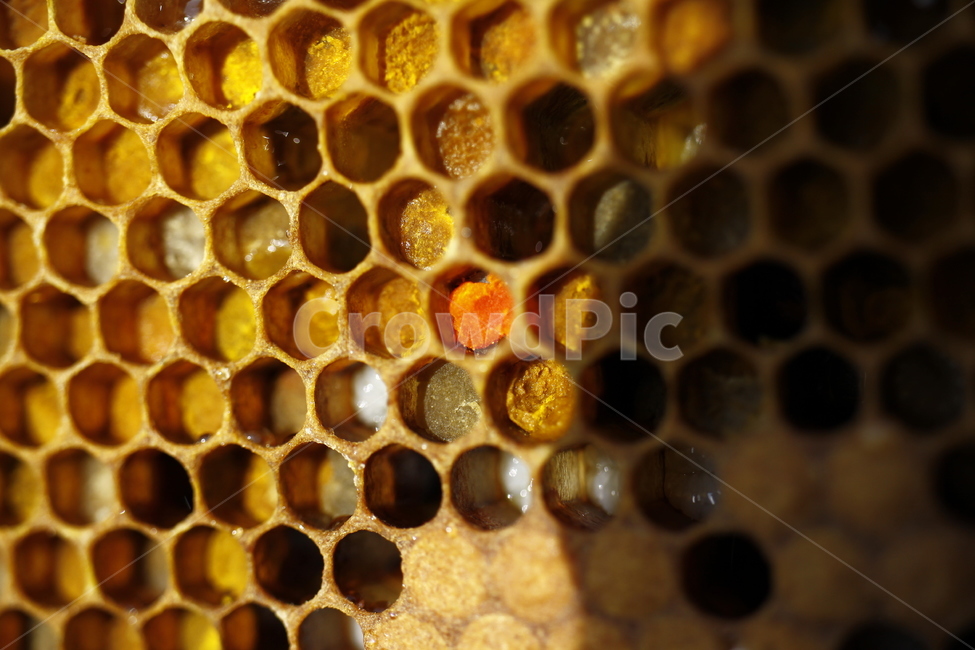 벌집,벌화분,화분,비폴렌,육각형,자연,풍경,nature,landscape,honey,꿀,food,음식,honeycomb