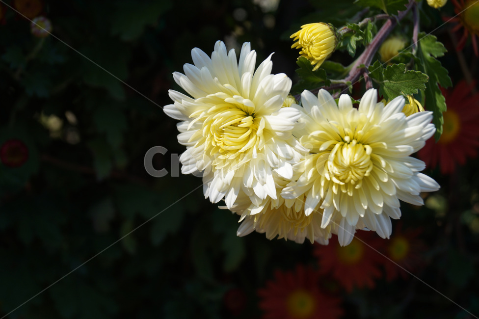 chrysanthemum,국화,가을,식물,꽃,자연,배경화면,백그라운드,flower,plant,autumn,fall,nature,식물,자연,plants,nature,꽃,flower