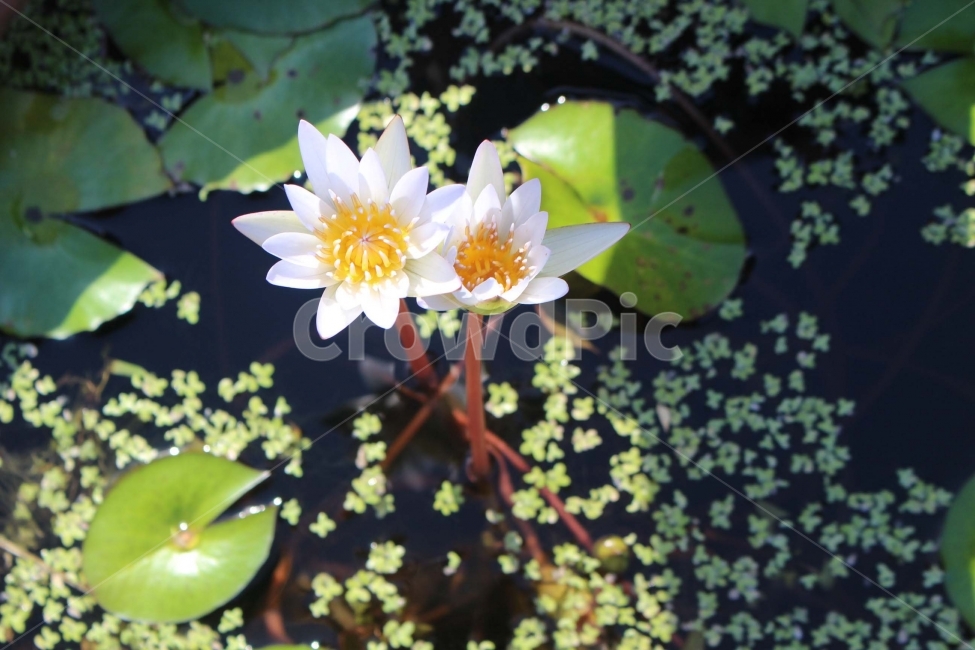 꽃,식물,자연,flower,연꽃,개구리밥,수생식물,수상식물,물,하얀색,노란색,식물,자연,plants,nature,꽃,flower