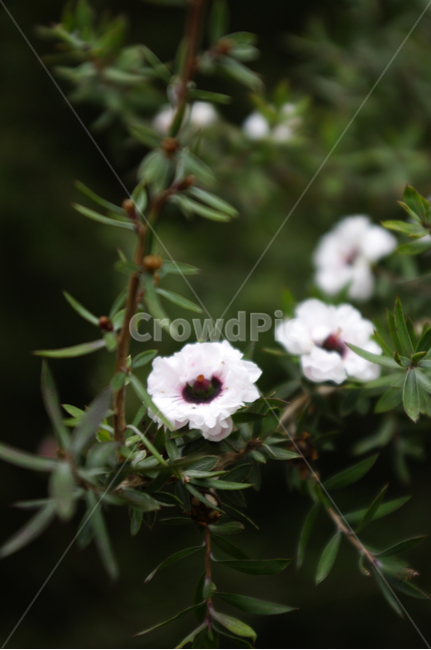 꽃,식물,flower,plant,호주매화,식물,자연,plants,nature,꽃,flower