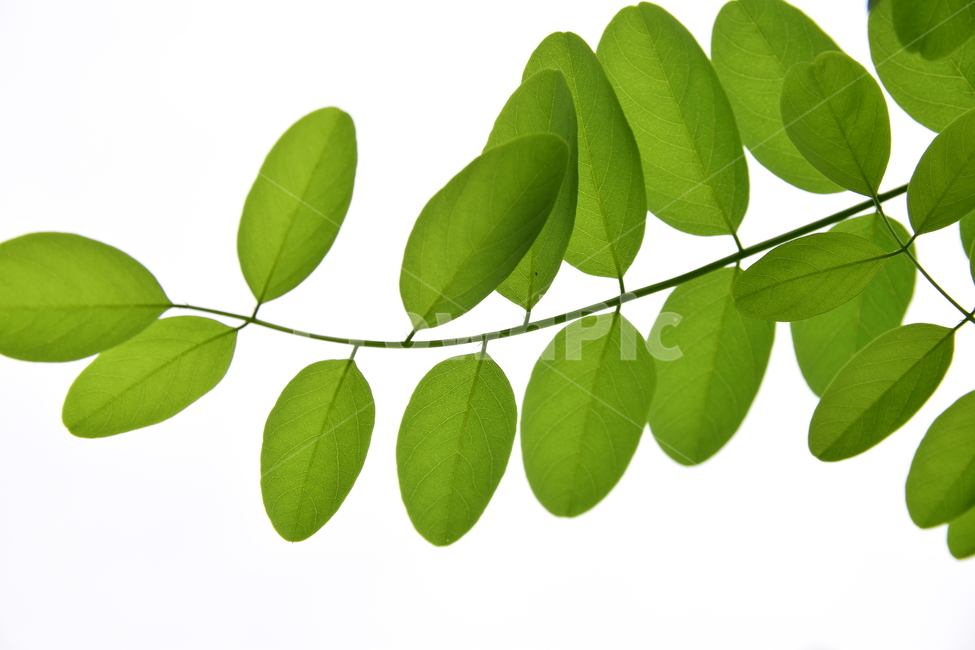 잎,나뭇잎,아카시아,나무,배경,하늘,식물,자연,감성,힐링,plants,nature,feeling,healing,초록,녹색,green,식물,자연,plants,nature
