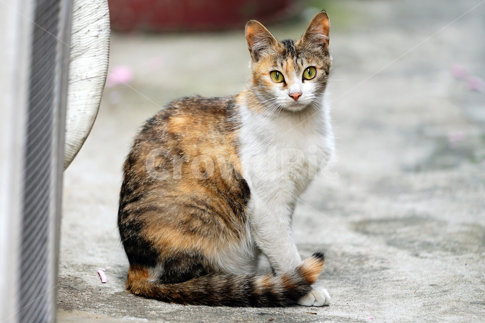 고양이,길냥이,삼백이,얼룩이,똘망똘망,호기심,관찰,관심,구경,응시,침착함,차분함,온화함,평온함,길고양이,야옹이,냐옹이,유기묘,반려묘,애완동물,반려동물,야생동물,떠돌이,캣,펫