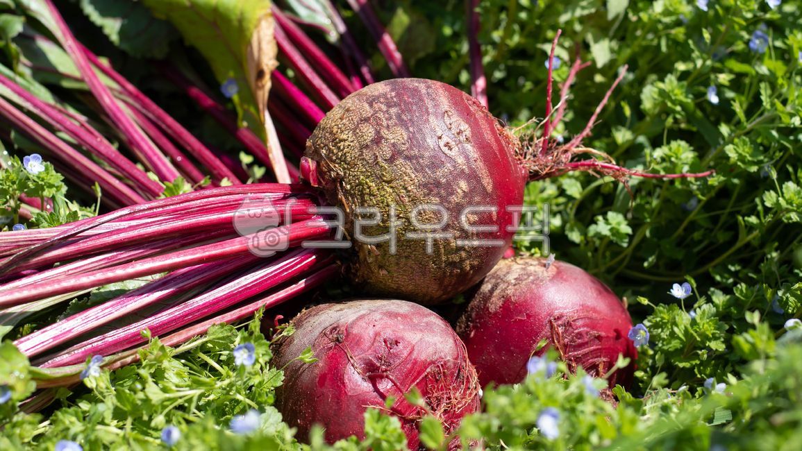 red beet,beet harvest,plant,beat,vegetable,food